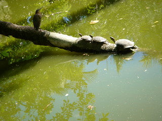 turtles in a pond