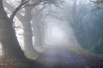 A tree lined English country lane in the mist