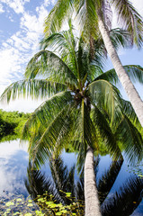 Fototapeta premium Palms trees reflect in the calm lakeland waters of the Botanic Gardens in Grand Cayman, Cayman Islands