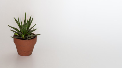 Succulent plant close up. Succulent house plant isolated on white background, web banner with copy space