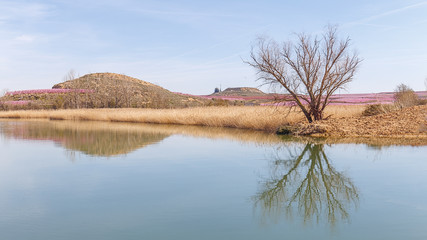 Early Spring Landscape with Tree Reflectring on a Pond