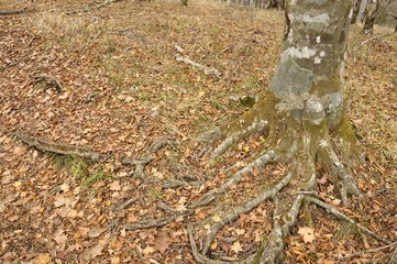 晩秋の鍋割山稜
