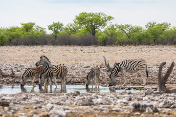 Fototapeta na wymiar Zebras drinking from waterhole in Etosha Park