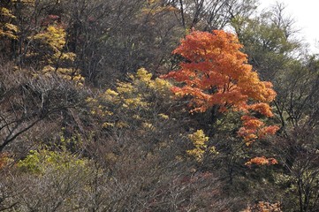 印象的な紅葉のカエデ