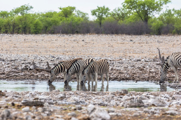 Fototapeta na wymiar Zebras drinking from waterhole in Etosha Park