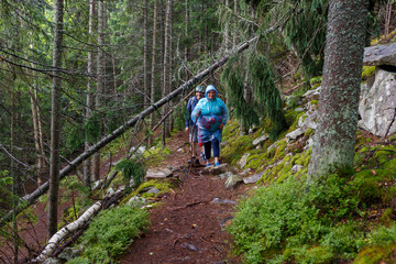 Fototapeta premium Group of senior tourists hiking in rainy forest