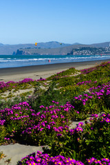 coast line, kitesurfing during sunny day, surfers enjoys free day, flowers in the background