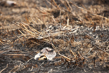An empty glass charred bottle is lying on grass that has been baked out. Ecological catastrophy. Spring tan green cover. Danger of fire. The destruction of life and pollution. Problems of civilization
