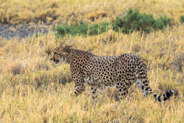 Cheetah in the grass of Etosha Park, Namibia