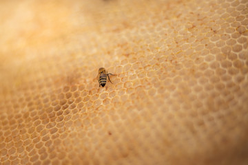 Close up photo of bee on the golden honeycomb full of nectar. Bee convert nectar into the honeycomb. Bee working on yellow honeycomb in apiary - forest.
