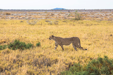 Fototapeta na wymiar Cheetah in the grass of Etosha Park, Namibia
