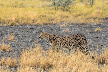 Cheetah in the grass of Etosha Park, Namibia