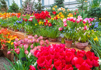 Flowers in green house. Floral bouquet shop. Blooming plants and multi color flowers inside a garden center