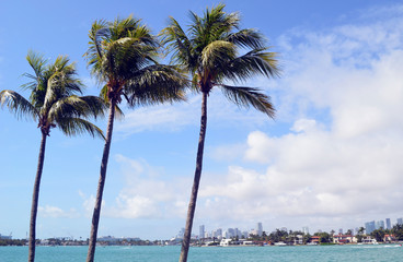 Palm trees in the foreground and in the distant background Riva Alto island in Miami Beach and  the Miami Skyline