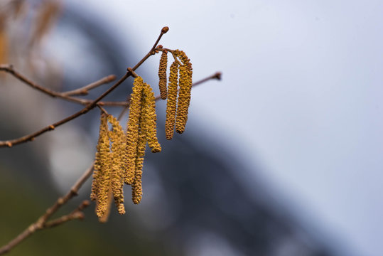 Birkenfr&uuml;chte am Ast im Winter