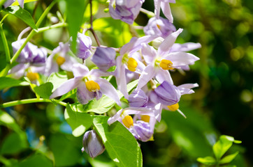 Solanum crispum Glasnevin - Potato Tree in the Botanic Gardens in Grand Cayman, Cayman Islands