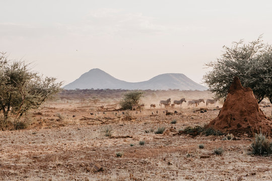 Africa, Namibia, Erindi Private Game Reserve