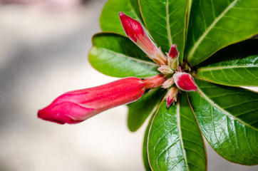 Ready to bloom in the Botanic Gardens in Grand Cayman, Cayman Islands