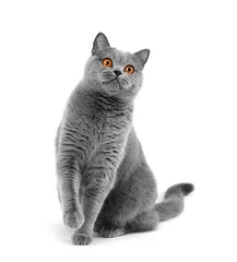 Poster Purebred British gray cat sitting on a white background © Denis