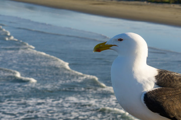 closeup of a seagull on a sunny day