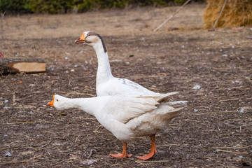 A pair of white purebred geese he and she in the yard in the spring in March