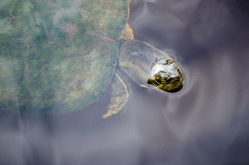 A turtle in the Bird Sanctuary, Spotts in Grand Cayman, Cayman Islands