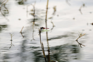 A red dragon fly in the Bird Sanctuary, Spotts in Grand Cayman, Cayman Islands