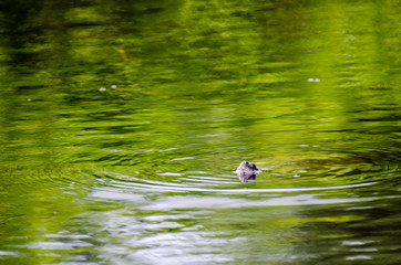 A turtle creates ripples in the still waters as he comes up for air in the Bird Sanctuary, Spotts in Grand Cayman, Cayman Islands