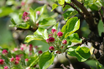 Apple Tree Blossoms