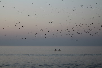 flock of flying birds on lake