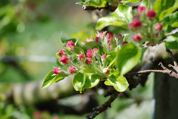 Obraz premium Apple Tree Twig almost Blooming