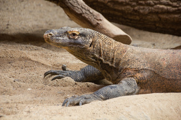 Monitor lizard profile on the sand