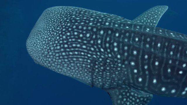 Whale Shark swims in blue water medium shot towards camera