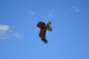 A flying eagle
