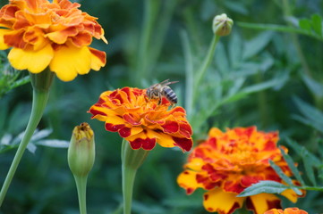 A bee on a flower	in a garden
