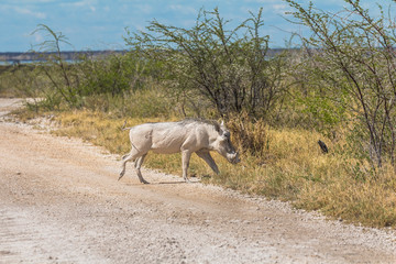 White Wild boar in Etosha National Park, Namibia