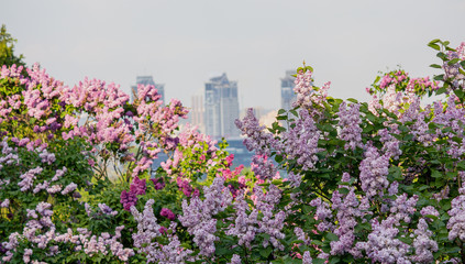 Blooming lilacs and buildings on the horizon. Nature