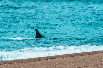 Fototapeta premium Orcas hunting sea lions, Patagonia , Argentina
