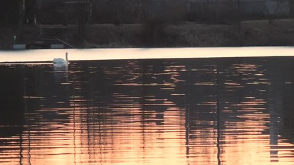 swans on a red sunset on a lake in spring.