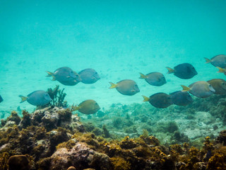 Naklejka na ściany i meble Blue tang fish in Grand Cayman, Cayman Islands