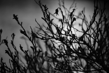 Silhouette of wilted rose bush in black and white