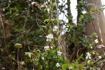 Flowers of raspberry