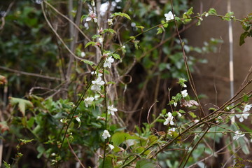 Flowers of raspberry
