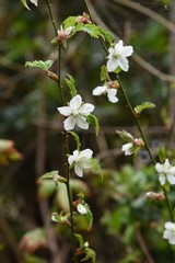 Flowers of raspberry