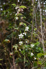 Flowers of raspberry