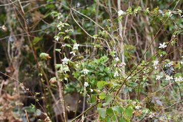 Flowers of raspberry