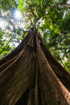 Looking up at the sun and fig tree with huge roots in wild natural rainforest environment