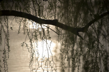 Weeping willow branches swaying in the breeze © Jocelyne