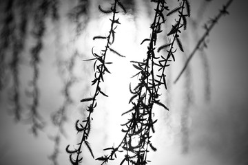 Weeping willow branches swaying in the breeze