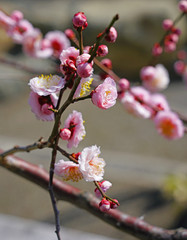 Pink flowers of the ume Japanese apricot tree in winter